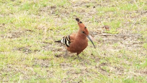 Beautiful-African-Hoopoe-bird-probing-the-ground-with-it's-beak-looking-for-food