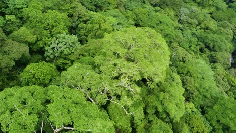 Aerial-shot-circling-around-dense-lush-green-forest-canopy-in-Mexico