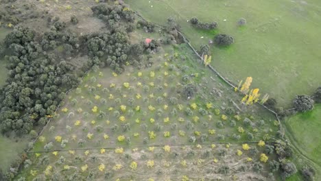 Flug-über-Ein-Feld-Mit-Gelben-Und-Grünen-Bäumen-Und-Eine-Wiese-Mit-Rindern