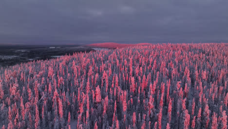Drone-shot-rising-over-sunlit-forested-hills,-snowy,-winter-evening-in-Lapland