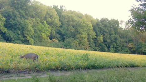 White-tail-deer---Doe-cautiously-walks-into-a-soybean-field-to-graze-in-the-Midwest-in-Autumn