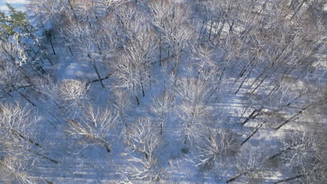 Aerial-shot-of-frosted-trees-in-winter-landscape
