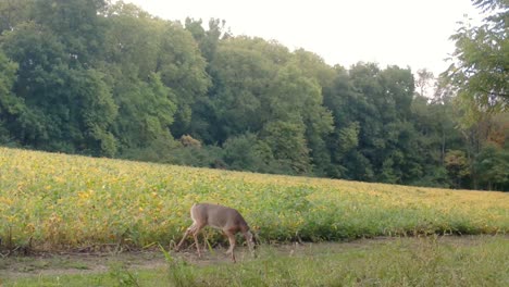 White-tail-deer---Doe-walks-out-of-a-soybean-field-the-Midwest-in-Autumn