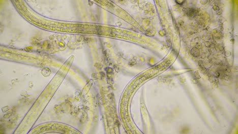 Beautiful-shot-of-strong-moving-roundworms,-nematodes,-under-microscope-at-400-times-magnification
