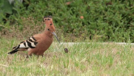 African-Hoopoe-bird-on-the-ground-searching-for-food-by-digging-in-the-earth-with-it's-beak