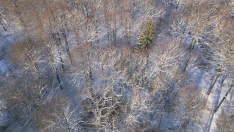 Winter's-touch-on-a-quiet-forest,-an-aerial-view-of-snow-dusted-trees-standing-still