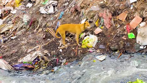 Streunender-Hund-Frisst-Am-Abwasserufer-Einer-Mülldeponie-In-Einer-Asiatischen-Stadt