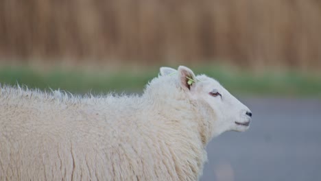 Ein-Weißes-Dolly-Schaf,-Das-Tagsüber-Auf-Einer-Wiese-Weidet