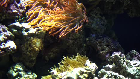 Korallenriff-Hintergrund.-Sealife-Konzept