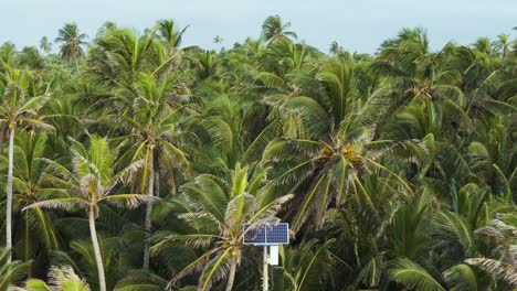 Solar-Panel-in-Tropical-Palm-Coconut-Tree-Forest,-Aerial