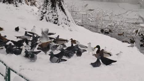 Ducks,-Seagulls-And-Doves-Searching-For-Food-In-Public-Park-On-Snowy-Day