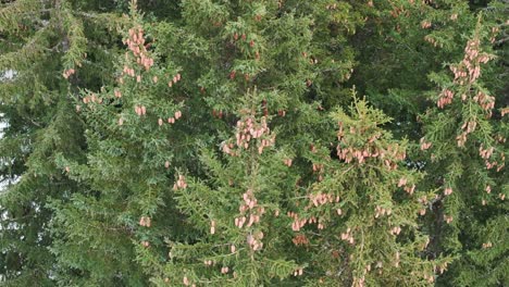 Aerial-ascend-near-conifer-trees-with-cones-at-Switzerland-mountain-region