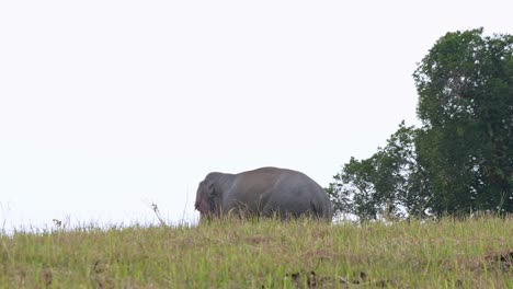 Moviéndose-Hacia-La-Izquierda-Mientras-La-Cámara-Sigue,-Elefante-Indio-Elephas-Maximus-Indicus,-Tailandia