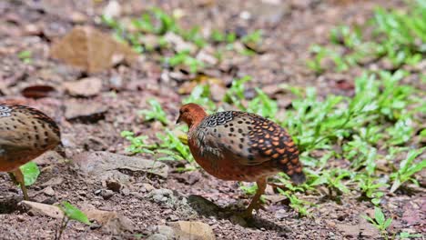 Moving-to-the-right-together-as-they-forage,-Ferruginous-Partridge-Caloperdix-oculeus,-Thailand