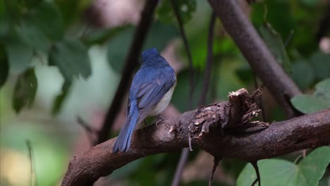 Seen-from-its-back-facing-left-while-the-camera-zooms-out-and-slides-to-the-right,-Indochinese-Blue-Flycatcher-Cyornis-sumatrensis-Male,-Thailand