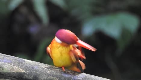 an-Oriental-dwarf-kingfisher-or-Ceyx-erithaca-bird-is-perched-on-a-branch-while-its-right-and-left-legs-are-scratching-its-beak