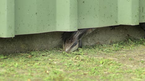 Blue-Tongue-Lizard-poking-head-out-of-shed
