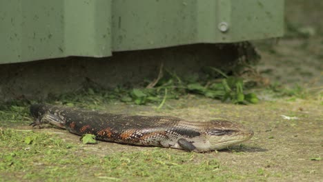 Blue-Tongue-Lizard-on-path-by-shed-with-grass-clippings-in-the-sun
