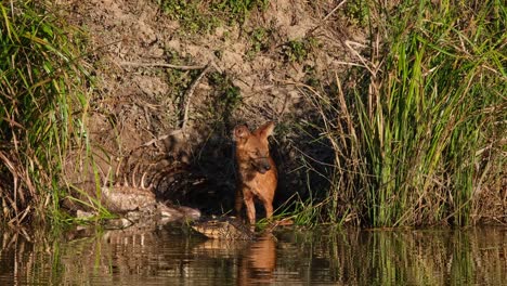 Seen-looking-at-the-monitor-lizard-and-then-starts-pulling-some-meat-to-eat,-Dhole-Cuon-alpinus,-Thailand