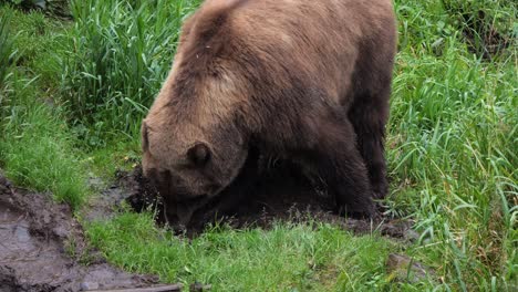 Female-Brown-bear-looking-for-food,-Alaska