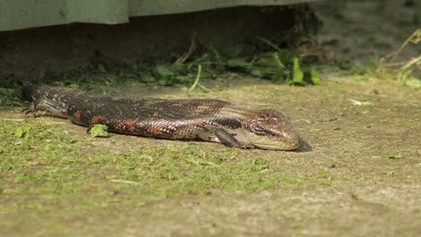 Blue-Tongue-Lizard-laying-on-path-moves-slightly