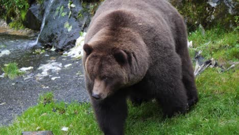 Large-Brown-bear-by-the-river-bank,-Alaska