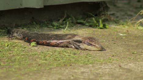 Blue-Tongue-Lizard-blinks-and-closes-its-eyes,-laying-on-path-in-the-sun