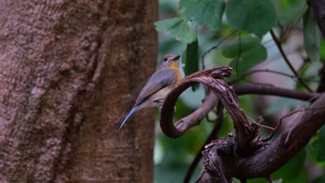 Facing-ti-the-right-looking-up-while-oerched-on-a-curled-branch,-Indochinese-Blue-Flycatcher-Cyornis-sumatrensis-Female,-Thailand