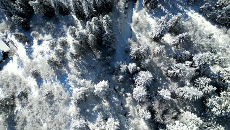 Drone-Footage-Looking-Down-at-Snow-Covered-Trees-Located-in-the-Rocky-Mountains-of-Colorado