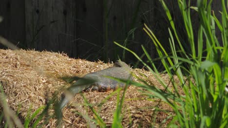 Blue-Tongue-Lizard-sitting-on-hay-pile-in-the-sun-then-moves-its-head