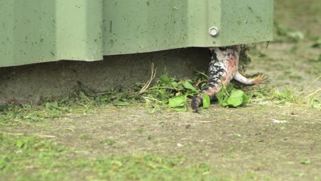 Blue-Tongue-Lizard-back-legs-and-tail-falling-out-of-shed