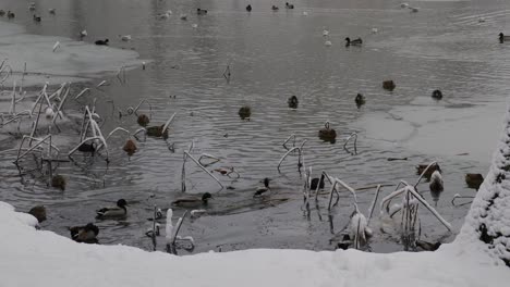 Ducks-On-Frozen-Lake-On-Snowy-Day-In-Public-Park