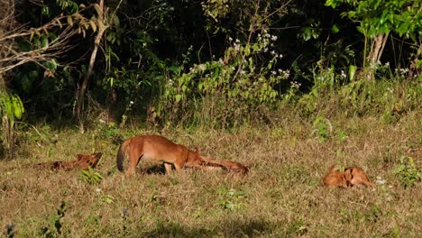 Pack-seen-socializing-together-as-part-of-their-practice-to-make-their-relationship-closer-and-maintained,-Dhole-Cuon-alpinus,-Thailand