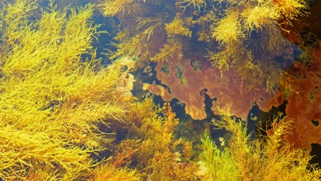Cystoseira-Barbata-Unterwasserlandschaft,-Gelbe-Büsche,-Algen,-Ruhiges,-Stilles-Wasser