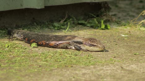 Blue-Tongue-Lizard-laying-on-path-out-in-the-sun