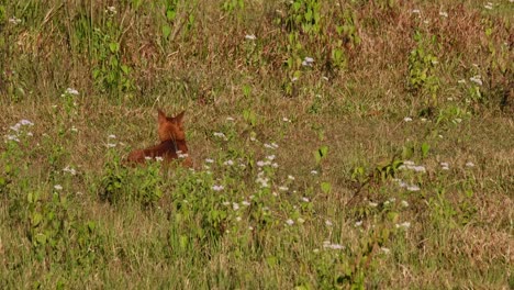 Resting-on-the-grass-looking-around-for-any-potential-prey,-Dhole-Cuon-alpinus,-Thailand