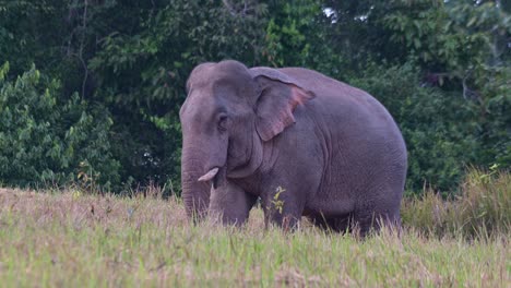 Nach-Links-Gerichtet-Und-Mit-Den-Ohren-Flatternd,-Während-Die-Kamera-Herauszoomt,-Indischer-Elefant-Elephas-Maximus-Indicus,-Thailand