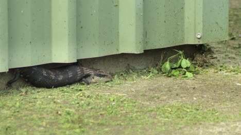 Blue-Tongue-Lizard-hanging-out-of-shed,-not-moving