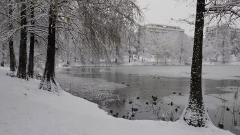 Ducks,-Seagulls-And-Doves-Searching-For-Food-On-Snowy-Day