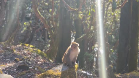 pov-shot-The-monkey-is-sitting-on-a-stone-and-looking-around-and-many-are-looking-around-to-find-out