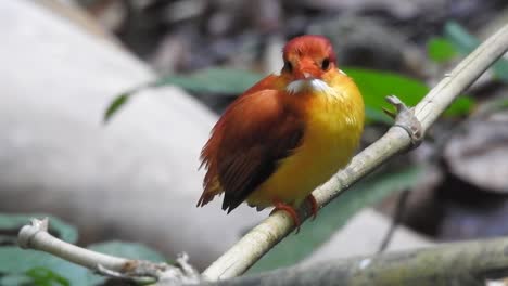 an-Oriental-dwarf-kingfisher-or-Ceyx-erithaca-bird-is-perched-on-a-bamboo-branch