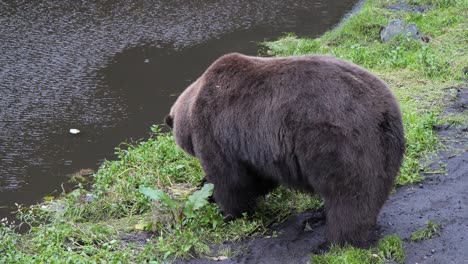 Brown-bear-eating-by-the-river-bank,-Alaska