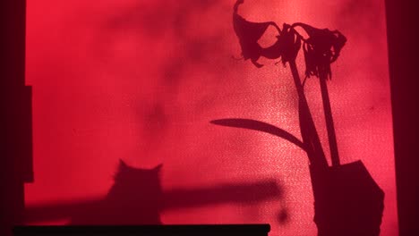 Still-flower-reflection-shadow-on-red-interior-curtain-and-cat-shadow-near