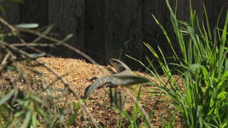 Blue-Tongue-Lizard-resting-on-hay-mound-in-the-sun-looking-towards-camera