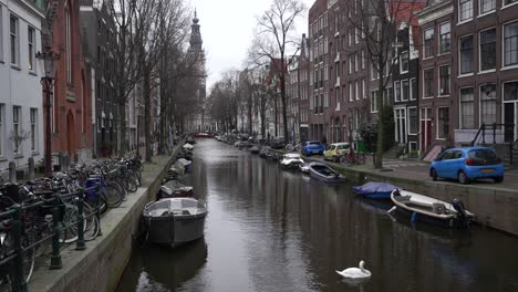 Two-swans-floating-in-Amsterdam-city-canal-in-residential-neighbourhood