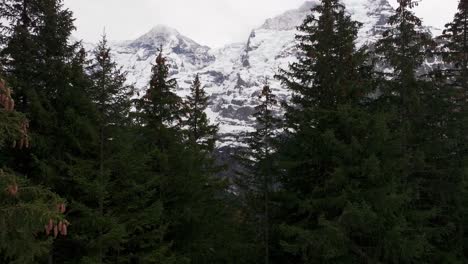 Snowy-Switzerland-mountain-range-reveal-through-conifer-trees-with-cones