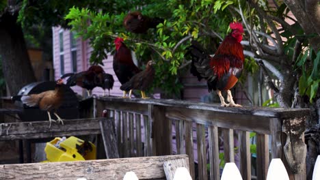 Group-of-colorful-free-range-roosters-perched-on-a-fence-in-a-yard