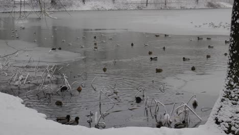 Wasservögel-Im-öffentlichen-Park-An-Verschneiten-Tagen