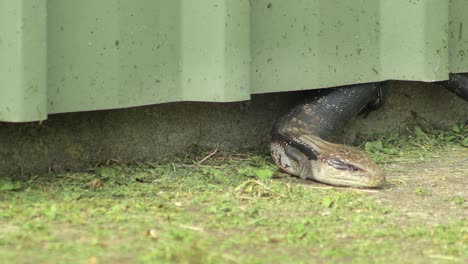 Blue-Tongue-Lizard-crawling-out-of-shed