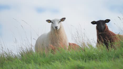 White-and-black-sheep-cruiously-stare-at-the-camera-on-the-lush-green-pasture-hill